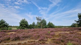 Heide in bloei