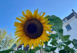 Een flinke zonnebloem midden in de stad aan een gracht onder een stralende blauwe hemel. 