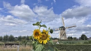 zonnebloemen