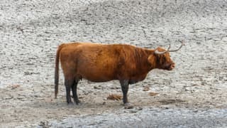 Highlander in het zeer droge natuurgebied de Inlaag