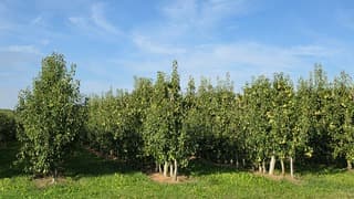 Fruitbomen!