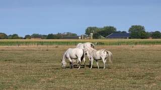 Aangenaam zomerseweer!