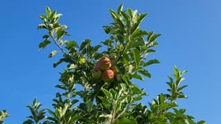 Appeltjes in de blauwelucht vandaag!