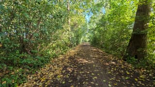 In het bos bij de stellepas lijkt het wel herfst