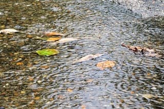 Regen in plas gevallen blad