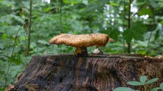 De eerste paddenstoelen zijn er al in Neerijnen 