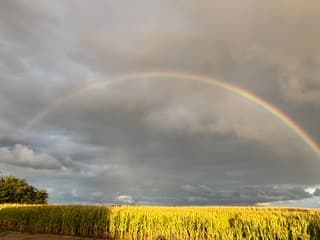 Regenboog