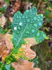 Droogte en eindelijk regen 
