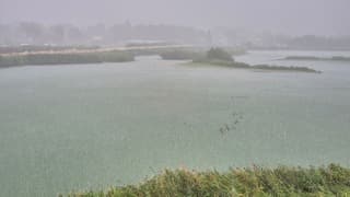 Eenden genieten van de regen
