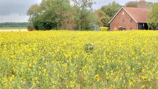 wolken en regenachtig weer  zonnebloemen 