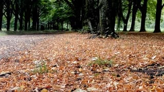 Veel bladafval 