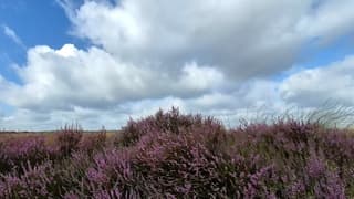 Bloeiende heide 