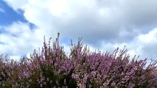 Bloeiende heide 