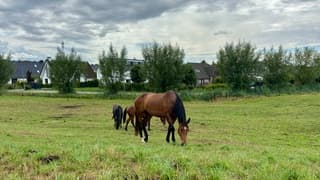Weer sappig groen gras