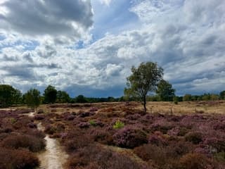 Mooie wolkenluchten boven heide