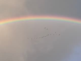 Ganzen onder de regenboog 