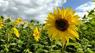 Meer bewolking boven de bloemen