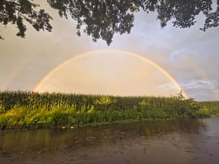 Regenboom 
