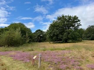 Op de heide