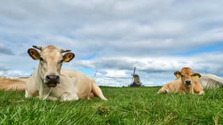 Hollands zomerweer