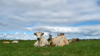 Hollands zomerweer 
