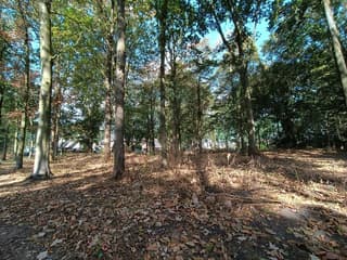 Vroege Herfst 