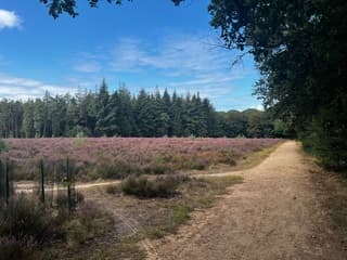 Bos en heide