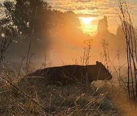 Zonsopkomst