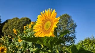 Zonnebloem.in een strakblauwe lucht 