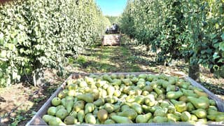 peren pluk begonnen 