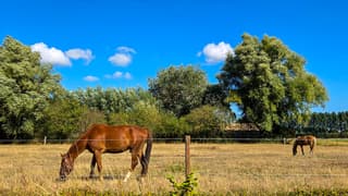 Paarden genieten met dit weer, blauwelucht en wat bewolking 