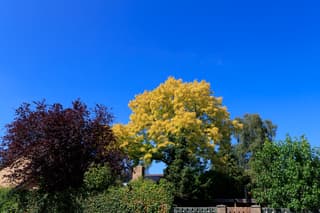 De kleur steekt af tegen de stralend blauwe lucht.