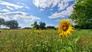 Blauwe lucht en stapelwolken boven deze zonnebloemen