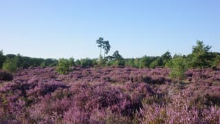 Strakblauwe lucht, avondlicht en de prachtig bloeiende hei bij Leusden-Zuid 