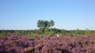 Prachtig avondlicht en bloeiende paarse heide 