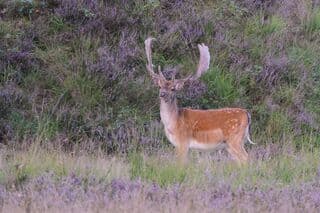 Damhert in de Heide