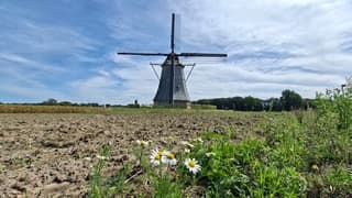 Kamille bloemetjes voor de Eschmolen in Delden