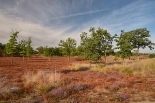 Veel bruine heide 