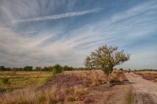 Veel bruine heide en sluierbewolking 