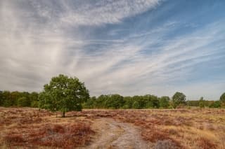 Veel bruine heide en sluierbewolking 
