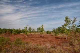 Veel bruine heide en sluierbewolking 