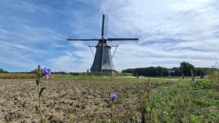 Molen met blauwe korenbloemen