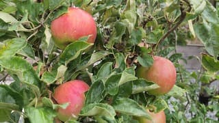 Fruit aan de bomen