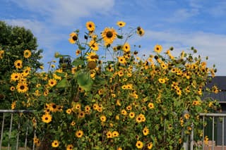 Trosje vrolijke zonnebloemen,