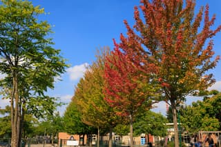 Herfstkleuren in de zomer