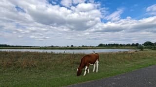 Koeien lopen los langs de IJssel met een doel onder blauwe lucht en bewolking