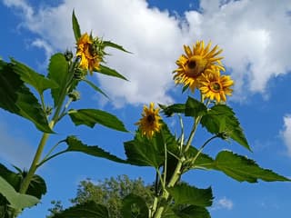 Zonnebloemen