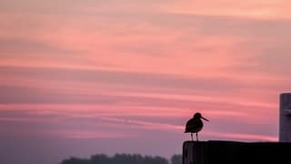 Ochtendrood 