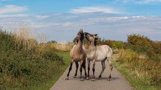 Konikpaarden 
