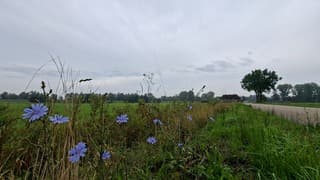 Helderblauwe bermbloemen geven nog wat kleur aan de dag